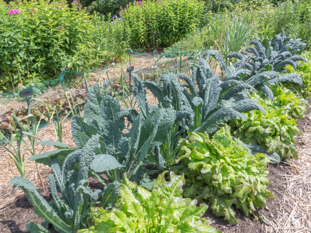 Late summer planted onions, kale, and lettuce for autumn harvest