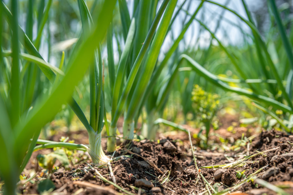 Growing Onions in Containers - Gardening Fan