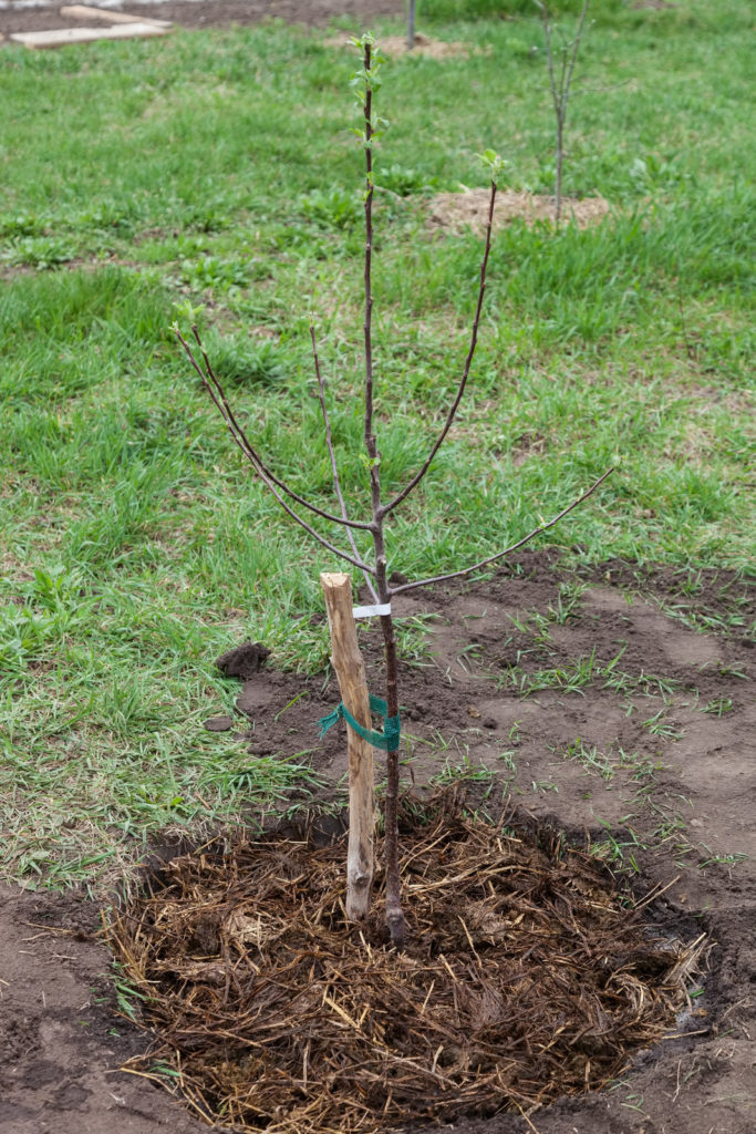 Apple with a central leader and evenly spaced lateral branches