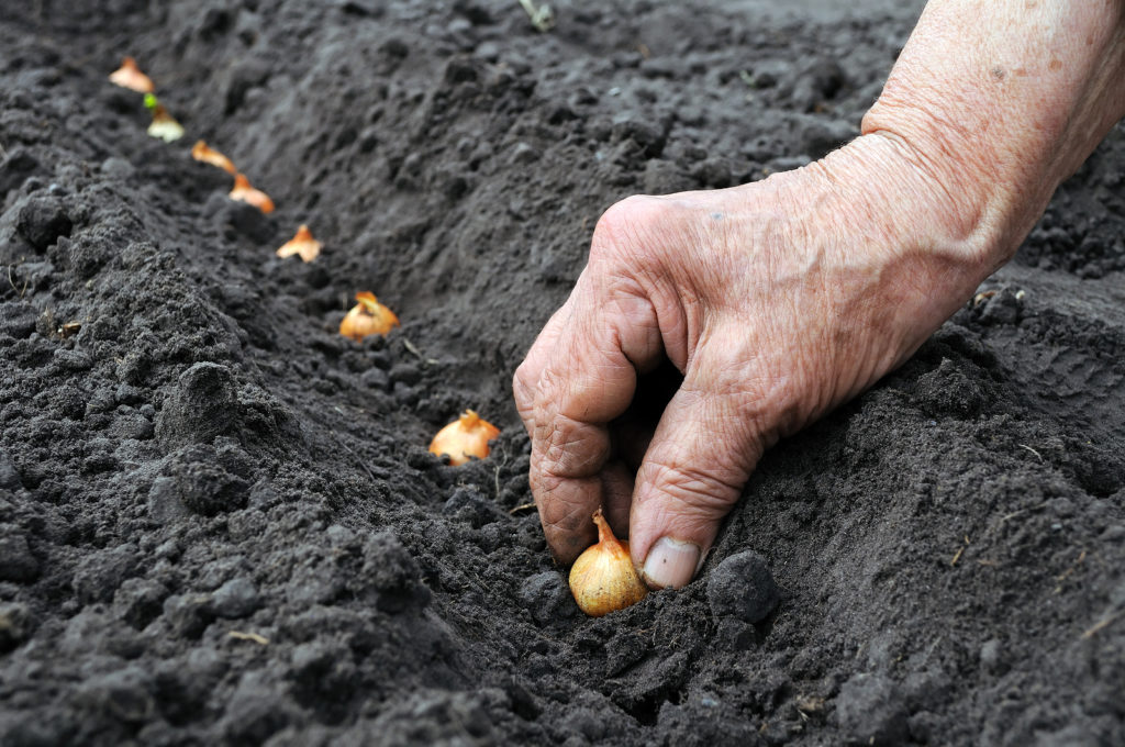 Planting onion sets