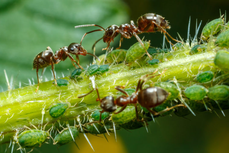 Ants 758x505 