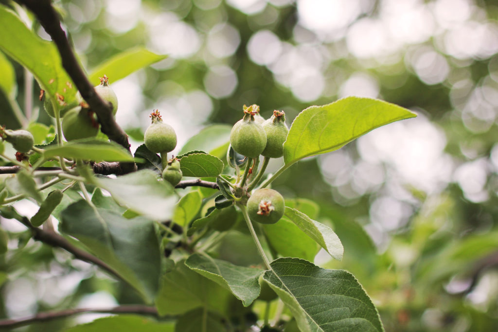 small green apples