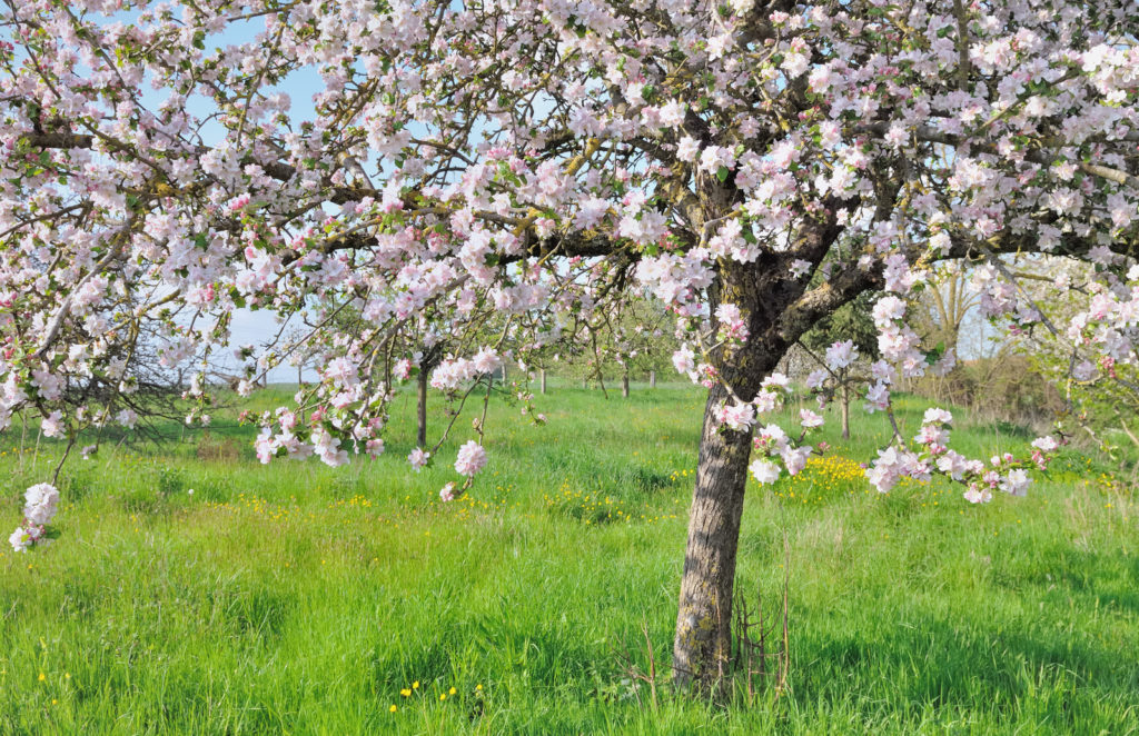 Apple tree blooming