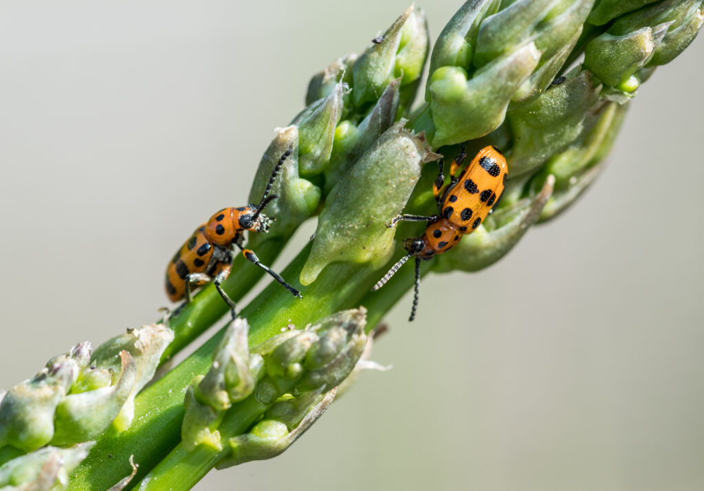 Asparagus beetle