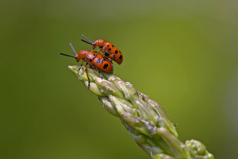 Asparagus beetles