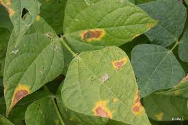 Bacterial blight