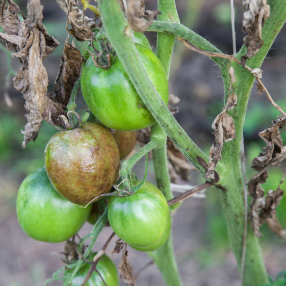 Vegetable Garden Diseases Problem Solver -- Harvest to Table