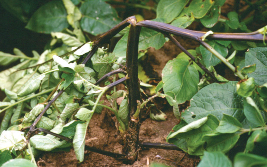 Blackleg disease