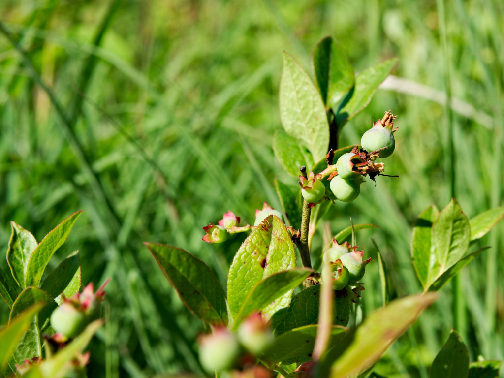 Blueberry fruits