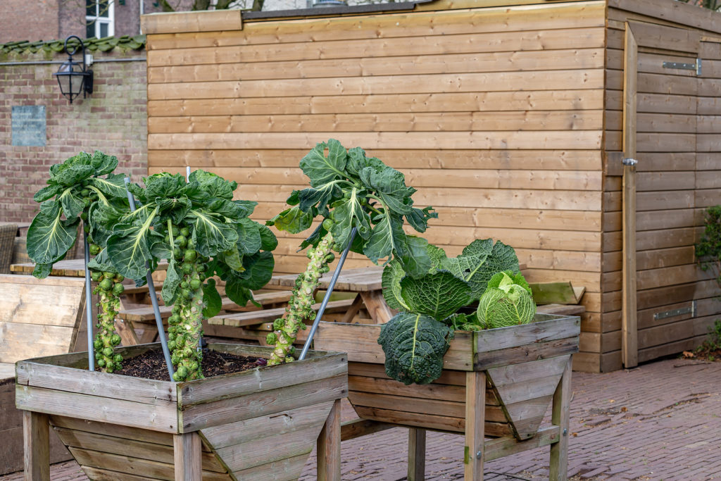 Brussels sprouts and cabbage growing in wooden boxes