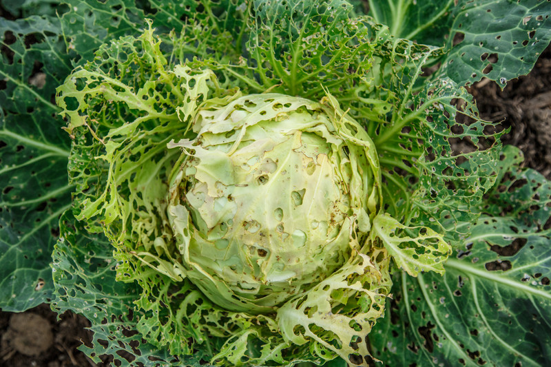 Cabbage looper damage