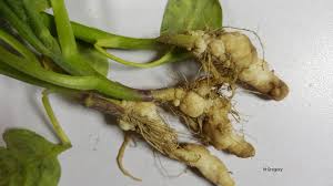 Clubroot disease