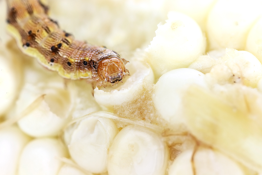 Corn earworm