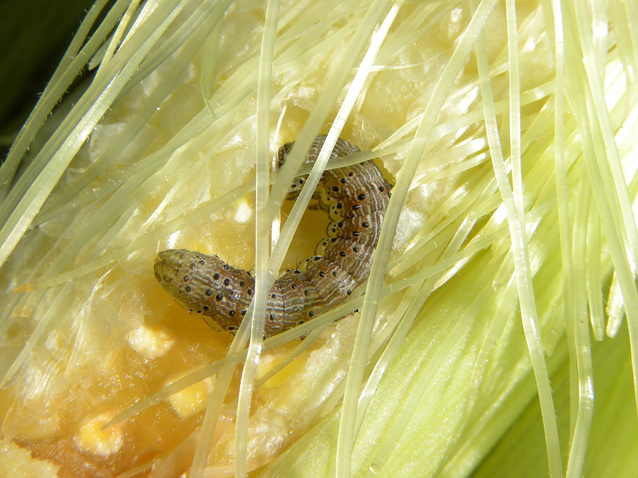 Corn earworm in corn