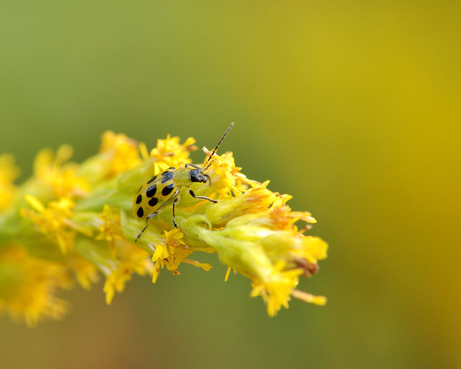 Spotted cucumber beetle