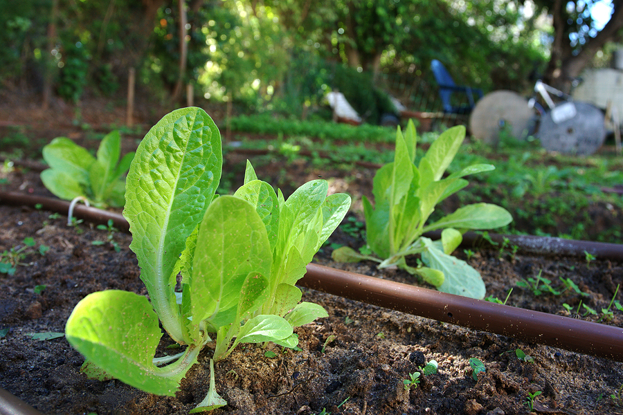 Drip irrigation for lettuce