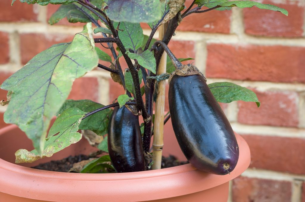 Eggplant growing in a pot