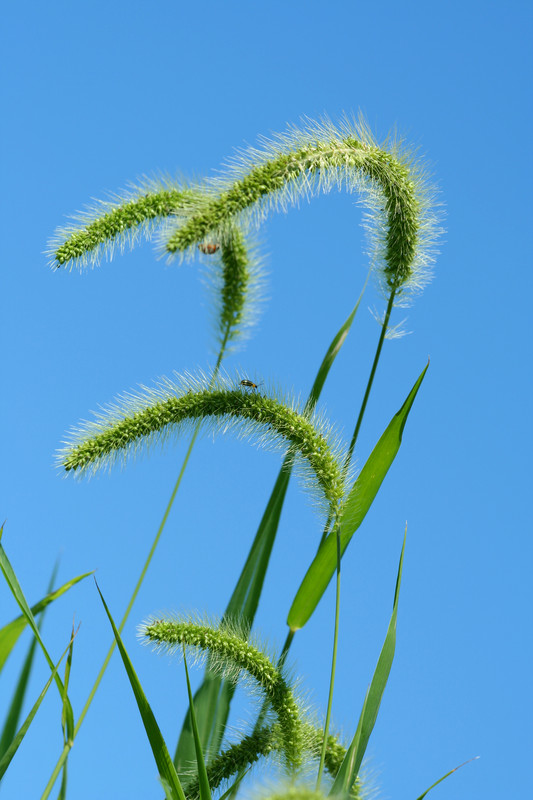 Foxtail weed