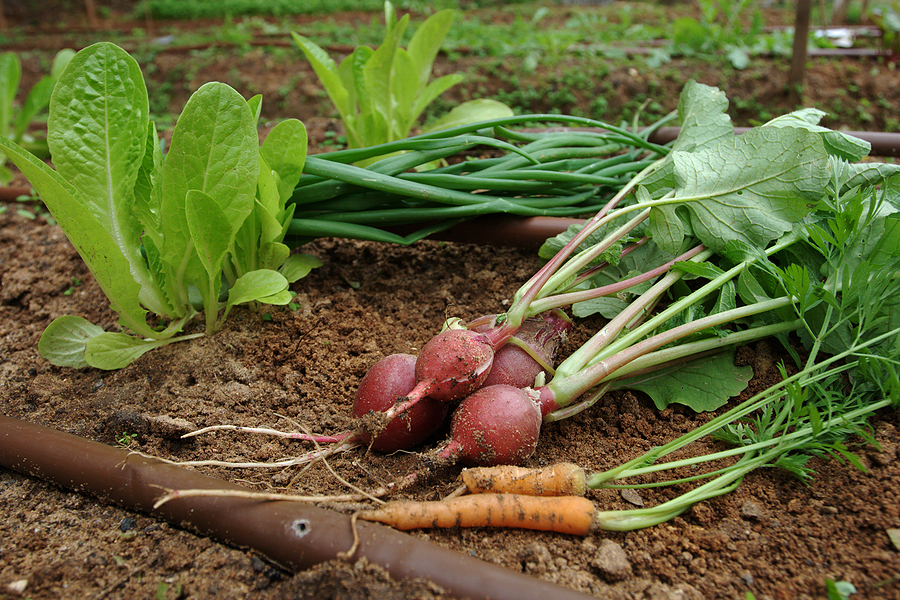 Harvest beets and carrots
