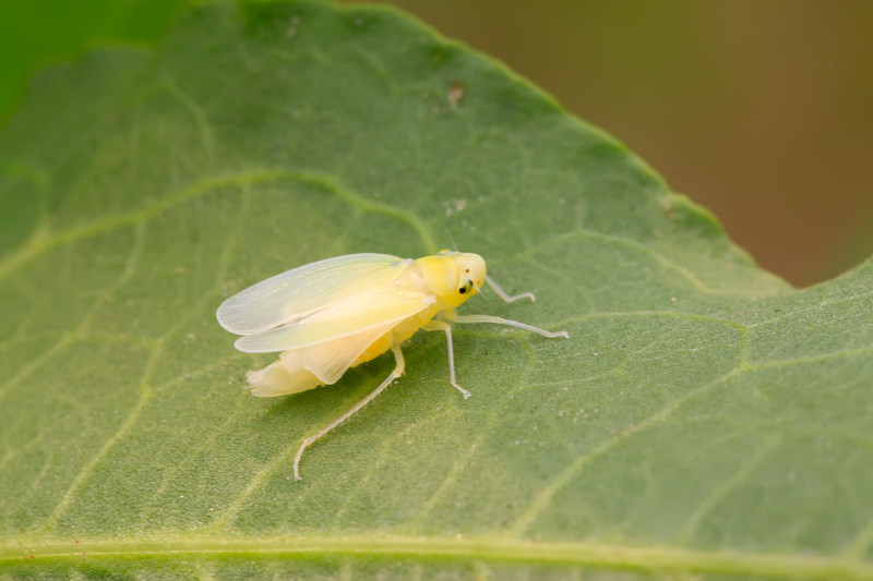 Rose leafhoppers: natural control - Plantura