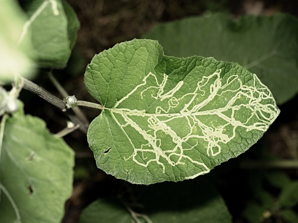 Leafminer damage