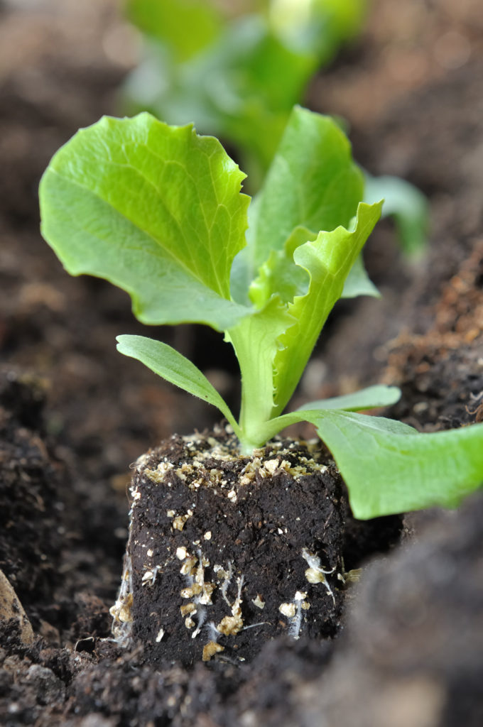 Lettuce seedling to transplant
