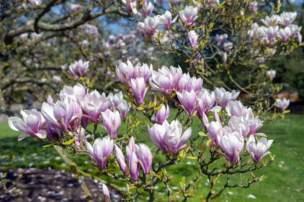 Saucer magnolia in bloom