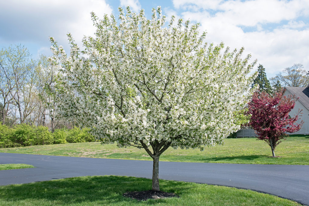 Crabapples in bloom