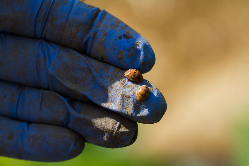 Mexican bean beetle