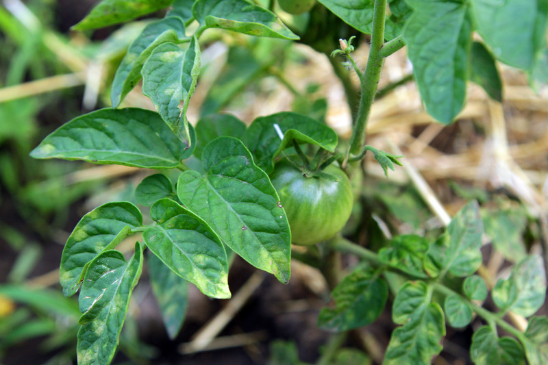 Mosaic virus disease on tomato