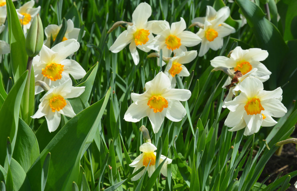 Daffodils in bloom