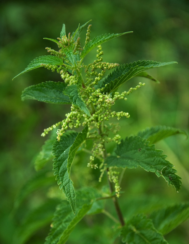 Stinging nettle