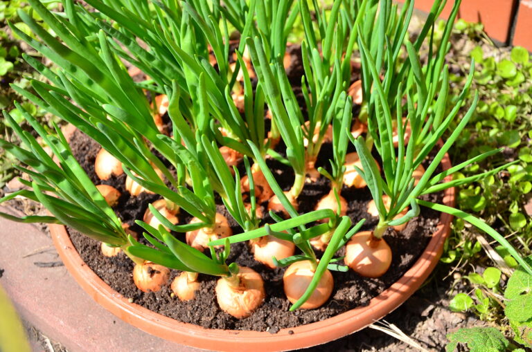 Onions growing in a pot