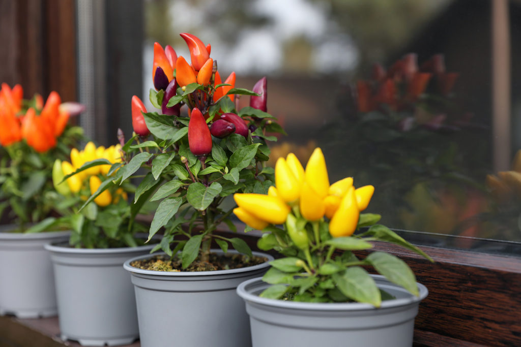 Peppers in plastic pots