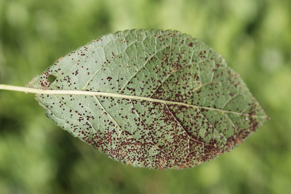 Rust on leaf