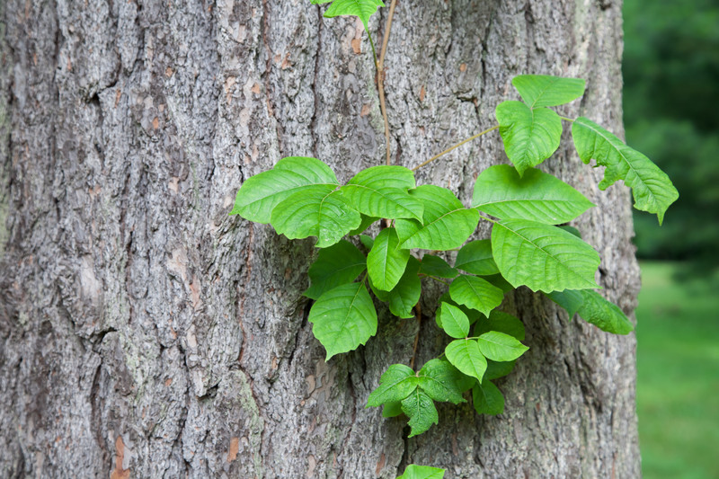 Poison ivy