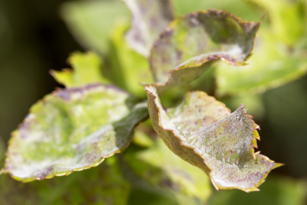 Powdery mildew disease