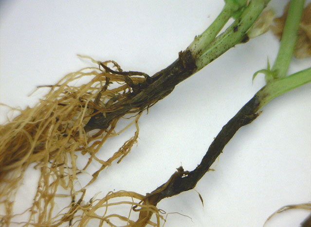 Root rot disease