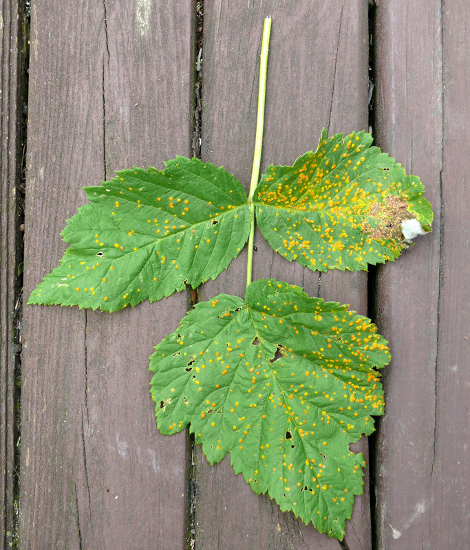 Rust fungus disease on raspberry leaves