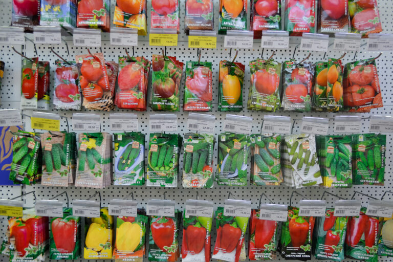 Vegetable seeds