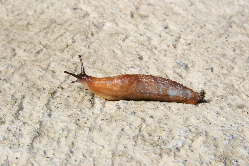 Slug