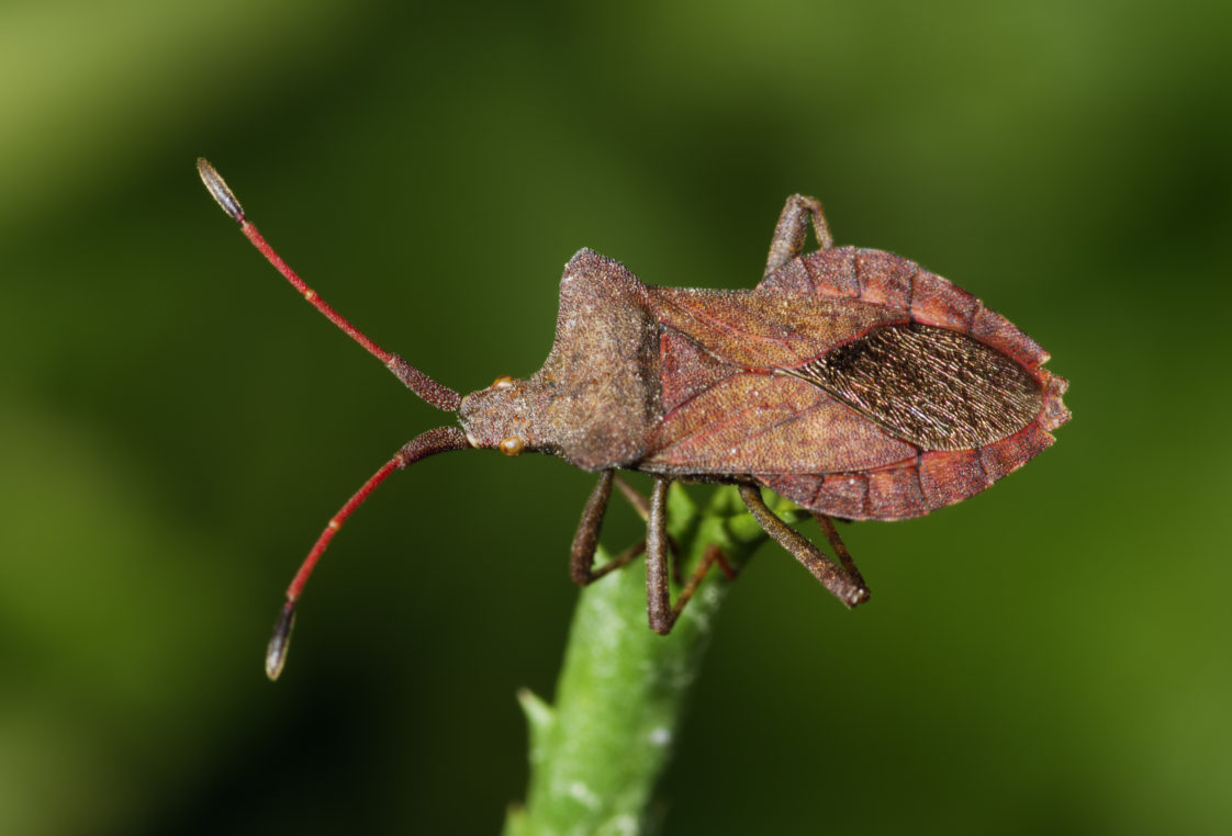 Squash Bug Organic Pest Control -- Harvest to Table