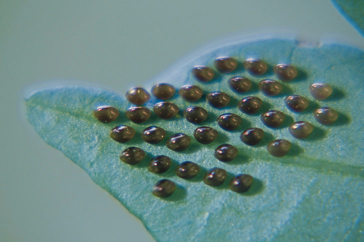 Squash Bug Organic Pest Control Harvest To Table   Squash Bug Eggs On Leaf 728x485 