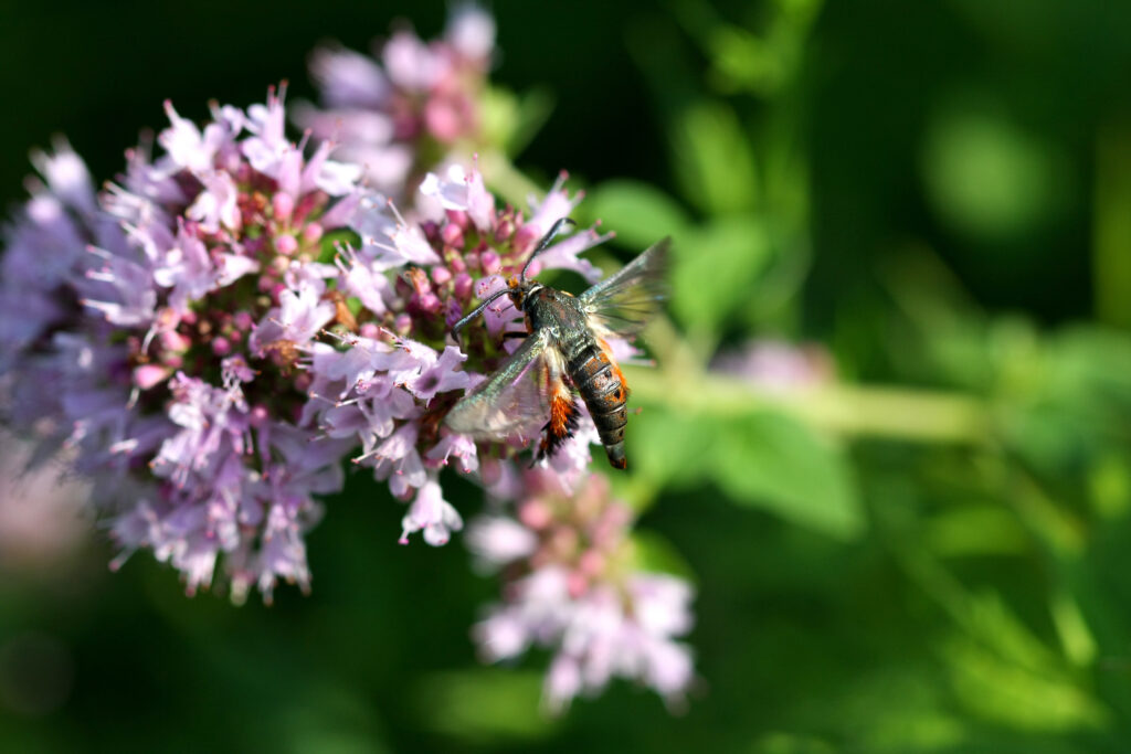 Squash vine borer moth