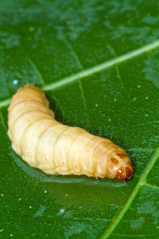 Squash vine borer