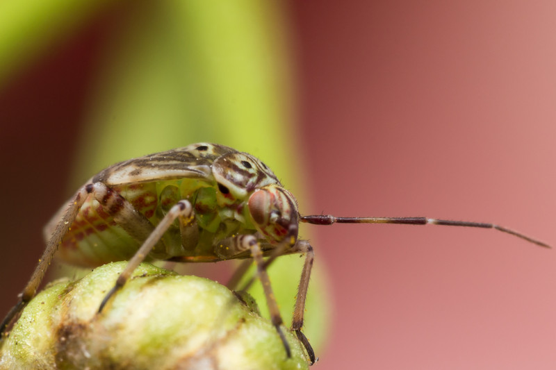 Tarnished plant bug