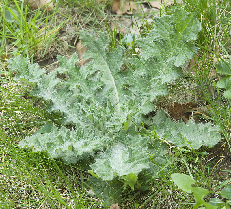 Canada thistle