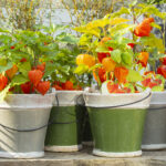 Tomatillos in ceramic pots