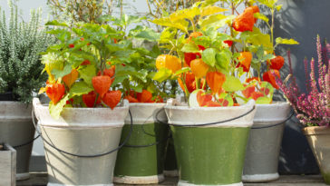 https://harvesttotable.com/wp-content/uploads/2023/05/Tomatillo-bigstock-Orange-Physalis-With-Green-Lea-309276532-364x205.jpg