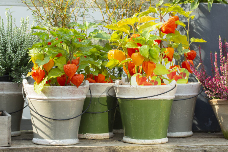 Tomatillos in ceramic pots
